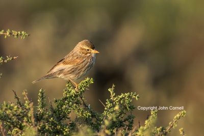One;Passerculus-sandwichensis;Savannah-Sparrow;Sparrow;avifauna;bird;birds;color